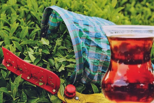 Türkiye Çay İhracatında Yüzde 23’lük Artışla Rekor Kırdı
