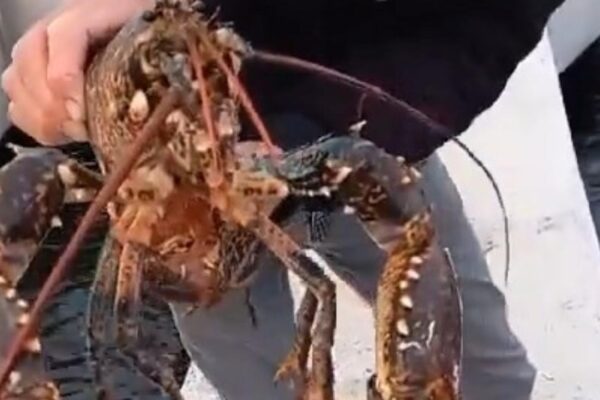 Yakaladığı 3 Kilogramlık Istakozu Deniz Geri Bıraktı