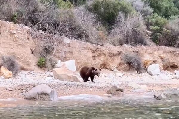 Yalova’da Sahile Ayı Yavrusu İndi