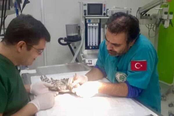 Yaralı Bulunan Atmaca Tedaviye Alındı