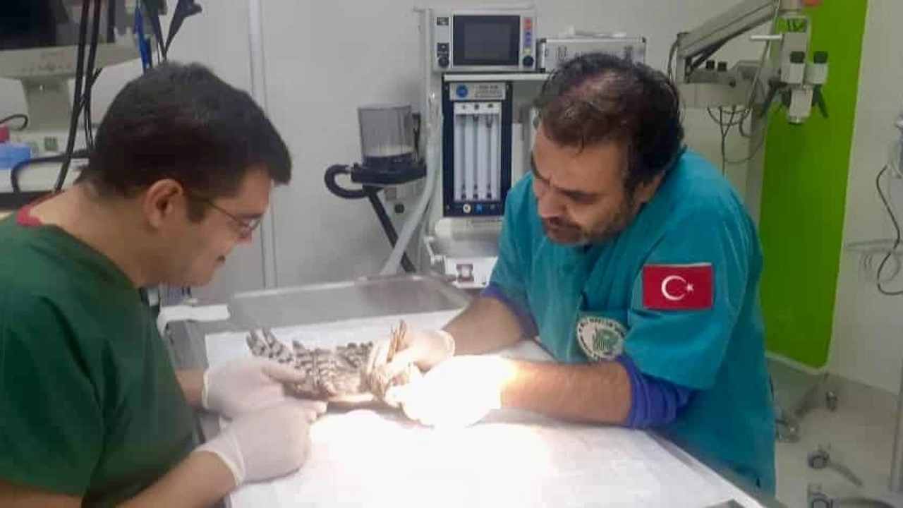 yaralı bulunan atmaca tedaviye alındı