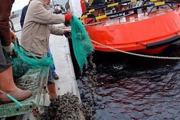 Yasak Bölgede Midye Avcılığı Yapan 3 Kişiye Ceza Uygulandı