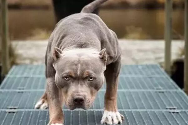 Yaşlı Kadına Saldıran Pitbull Sahiplerine Dava Açıldı