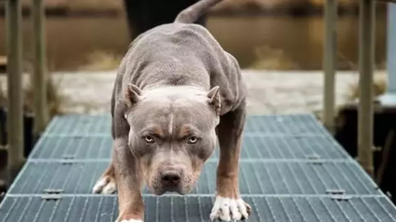 yaşlı kadına saldıran pitbull sahiplerine dava açıldı
