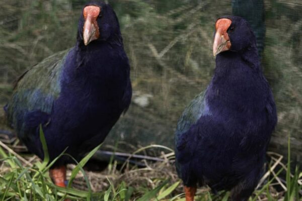 Yeni Zelanda’da Kaybolan Takahe Kuşları Yeniden Hayat Buluyor