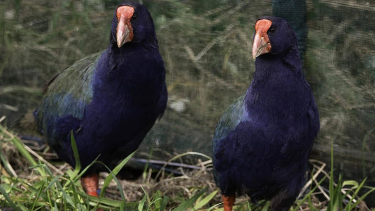 yeni zelandada kaybolan takahe kuşları yeniden hayat buluyor