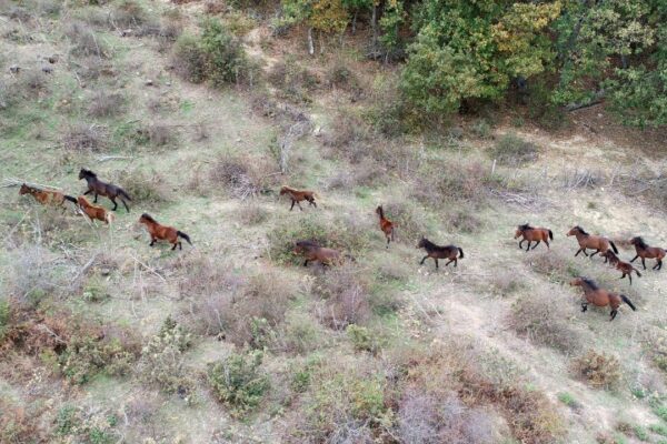 Yılkı Atları Çanakkale’nin Kırlarında Özgürce Koşuyor