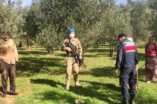 Zeytin Çalarken Yakalanan 3 Kişi Tutuklandı