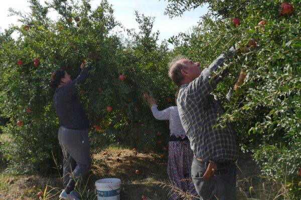 Zeytinliklerin Sınırını Belirlemek İçin Dikilen Nar Ağaçları Ekonomiye Katkı Sağlıyot