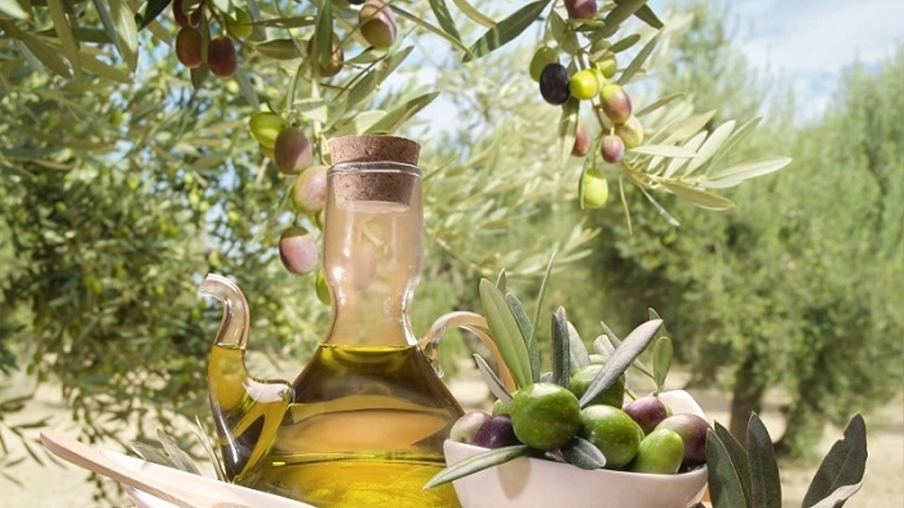 zeytinyağı fiyatları uçuşa geçti zeytin yatırım aracı oldu