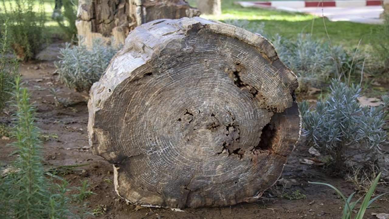 10 İla 16 Milyon Yıllık Olduğu Belirlenen 2 Ağaç Fosili Bulundu