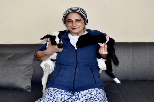 Bir Haftalık Kuzular “Pamuk” ve “Ceylan”ı Evde Anne Şefkatiyle Büyütüyor