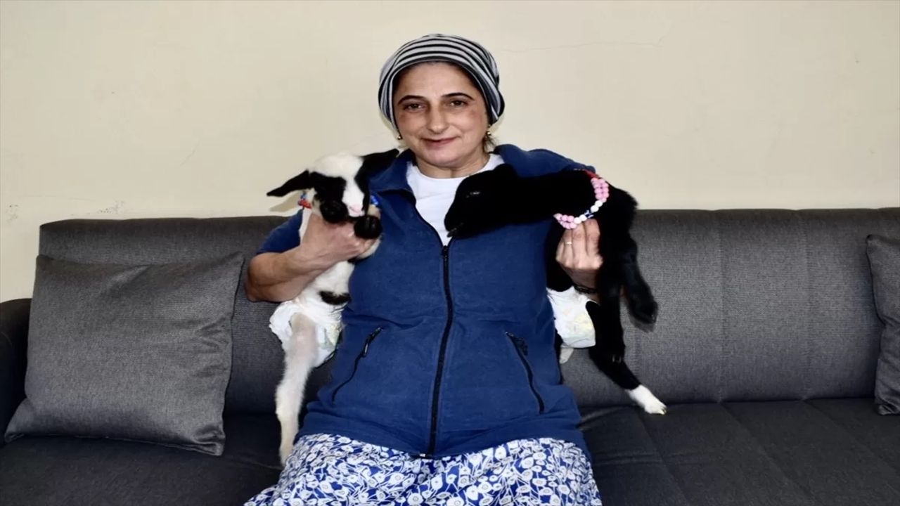 Bir Haftalık Kuzular “Pamuk” ve “Ceylan”ı Evde Anne Şefkatiyle Büyütüyor