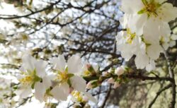 Edirne ve Kırklareli’nde Bazı Meyve Ağaçları Erken Çiçek Açtı