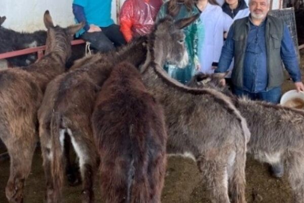 Balıkesir Üniversitesi’nde Eşeklerde Embriyo Transfer Çalışması Başlatıldı