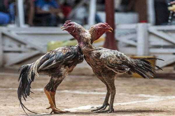 Horoz Dövüşü İçin Bahis Oynayan 35 Kişiye Para Cezası
