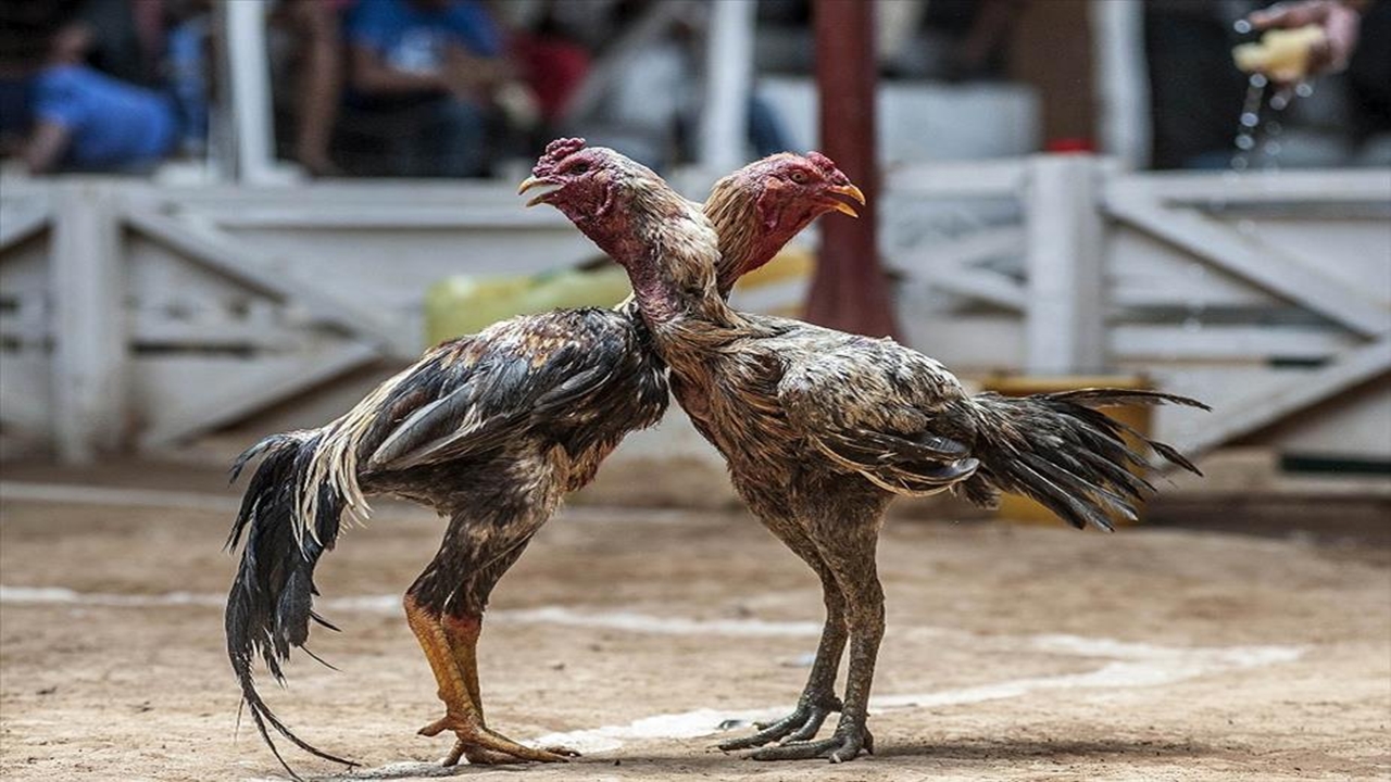 Horoz Dövüşü İçin Bahis Oynayan 35 Kişiye Para Cezası