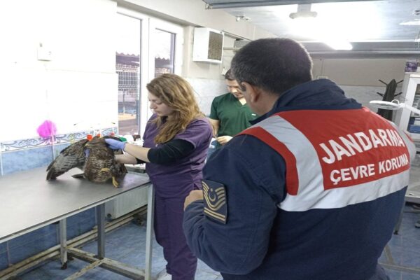 Yaralı Şahin Tedavi Edildikten Sonra Doğaya Bırakıldı