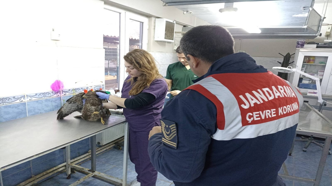 Yaralı Şahin Tedavi Edildikten Sonra Doğaya Bırakıldı