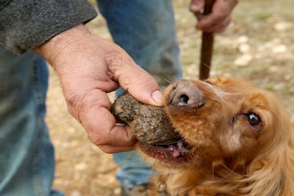 Özel Eğitimli Köpeklerle Toplanan Trüf Mantarı İle 20 Çeşit Ürün Üretiliyor