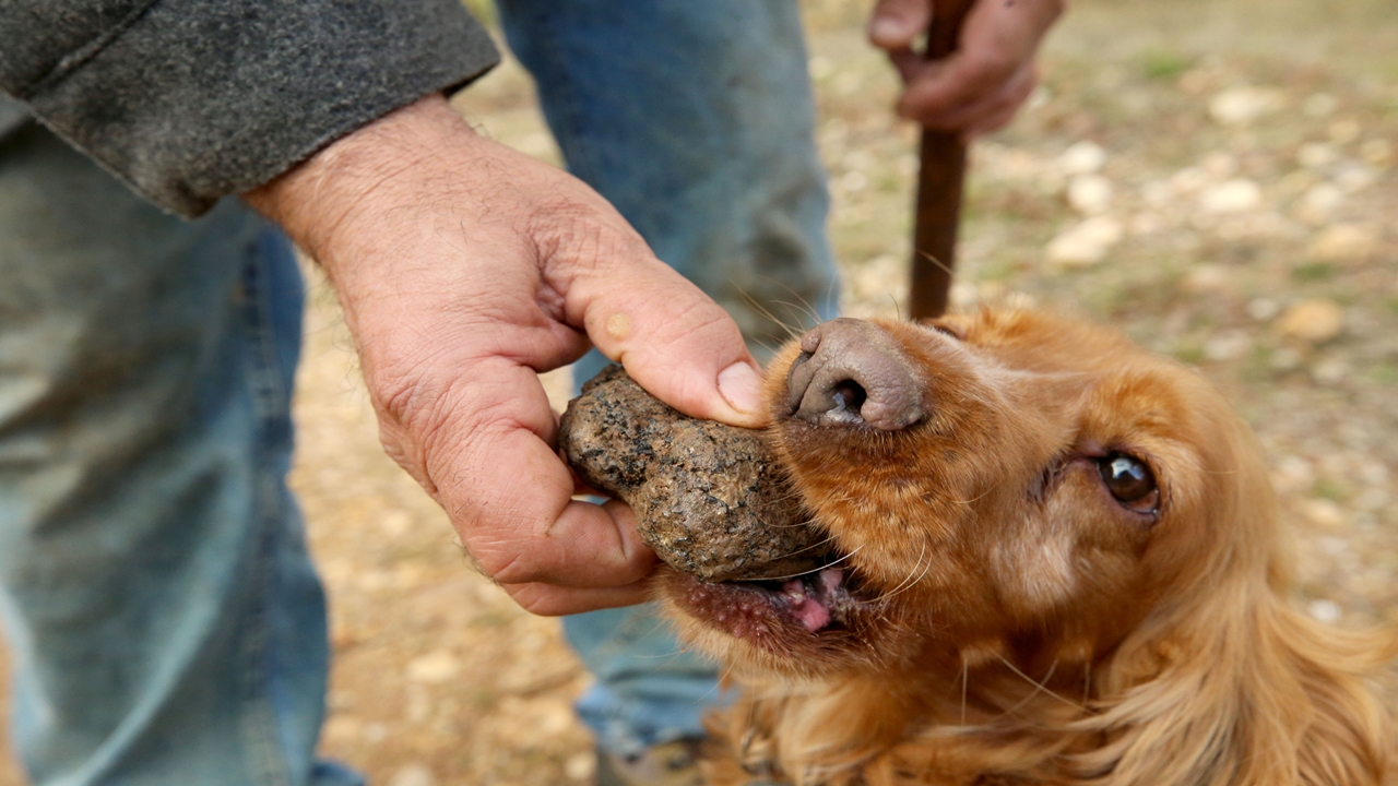 Özel Eğitimli Köpeklerle Toplanan Trüf Mantarı İle 20 Çeşit Ürün Üretiliyor