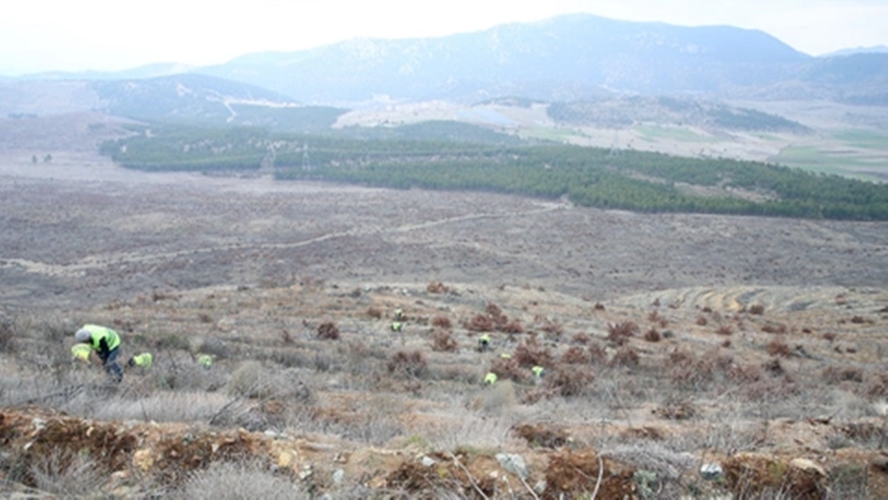 fidan-dikildi