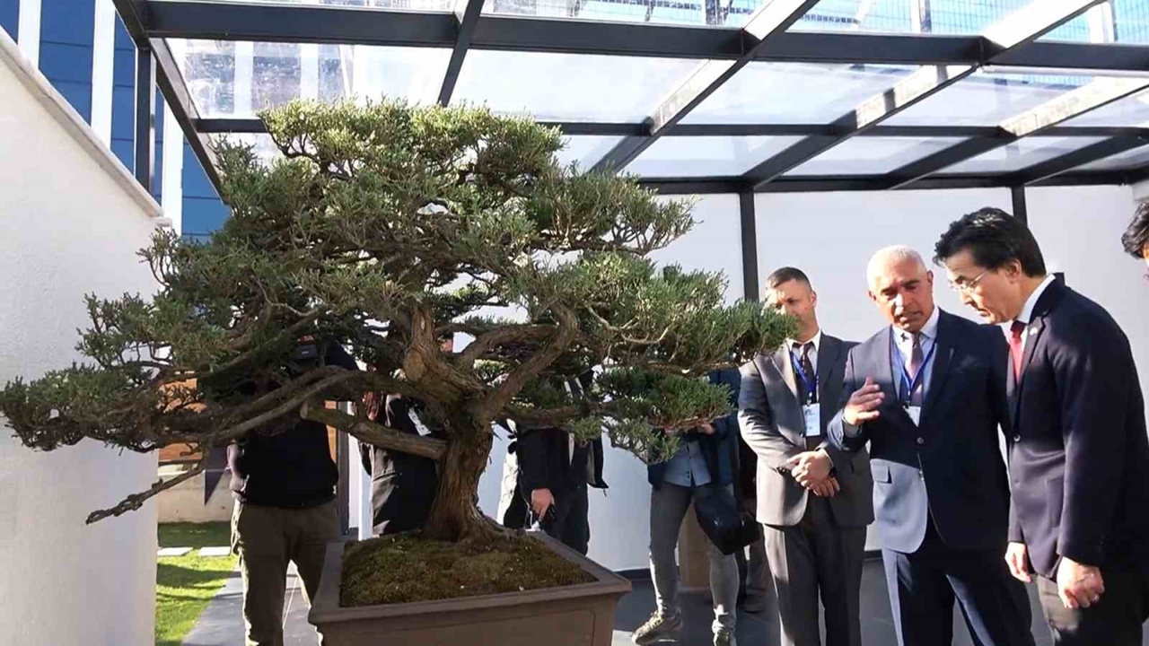 Türkiye’nin İlk “Bonsai Müzesi” Yalova’da Açıldı