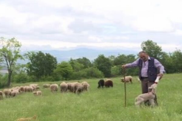 20 Günlük Kuzu Sahibinin Peşinden Ayrılmıyor