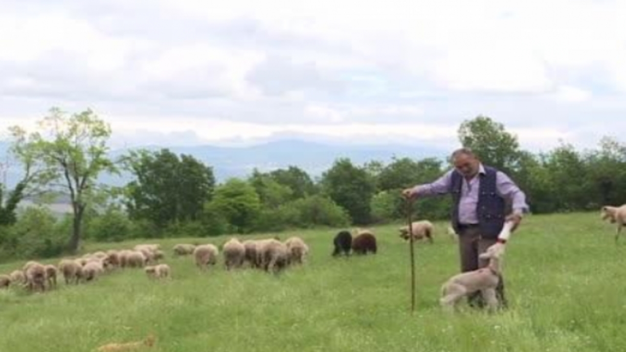 20 Günlük Kuzu Sahibinin Peşinden Ayrılmıyor