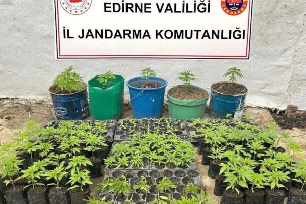 Edirne’de Evinde Hint Keneviri Yetiştiren Şüpheli Gözaltına Alındı
