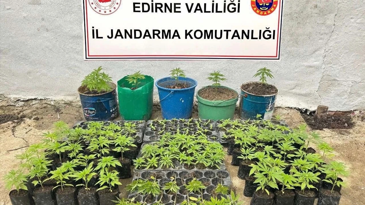 Edirne’de Evinde Hint Keneviri Yetiştiren Şüpheli Gözaltına Alındı