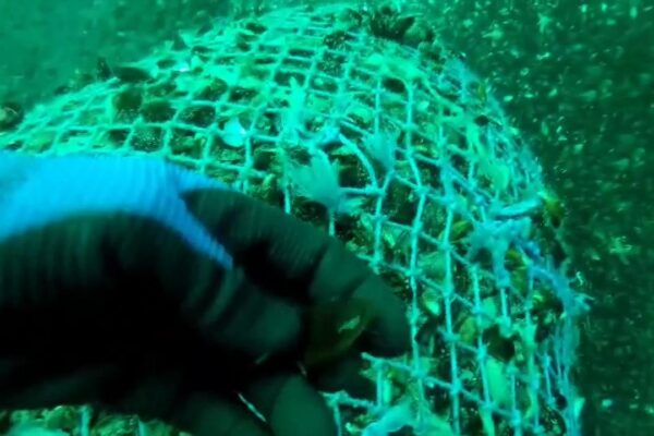 Kaçak Midye Avlayan 2 Şüpheliye Para Cezası