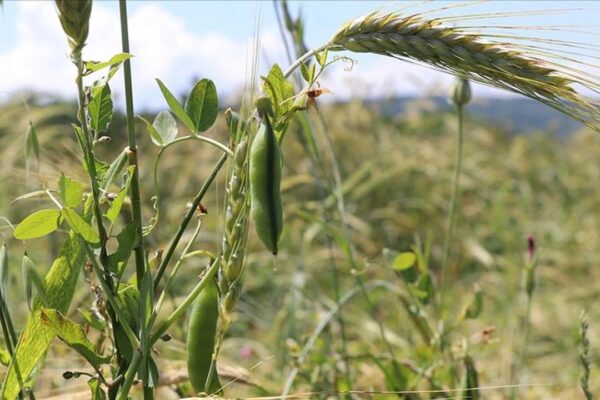 Çanakkale’de Yem Bitkileri Destekleme Başvuruları Başladı