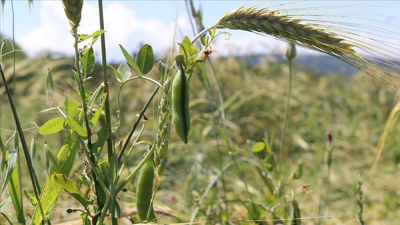 Çanakkale’de Yem Bitkileri Destekleme Başvuruları Başladı