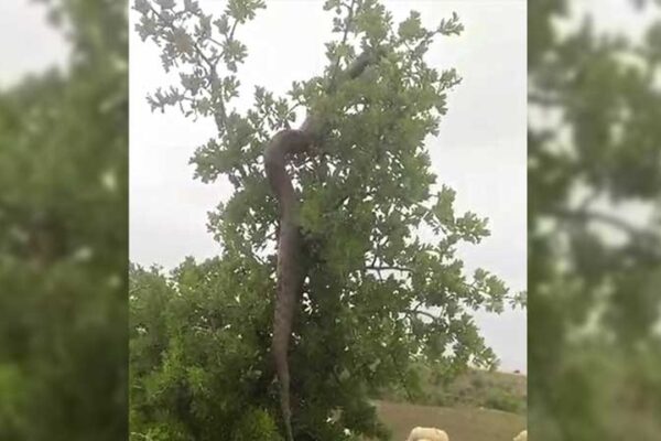 Elazığ’da Besici Ağaçtaki 2,5 Metrelik Yılanı Görüntüledi