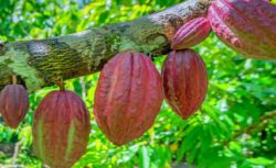 Kakao Piyasasında Şok Düşüş: Rekor Hızda Değer Kaybı
