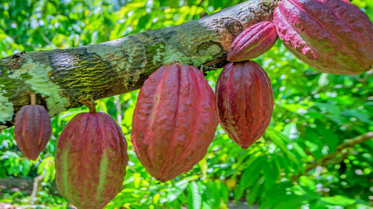 Kakao Piyasasında Şok Düşüş: Rekor Hızda Değer Kaybı