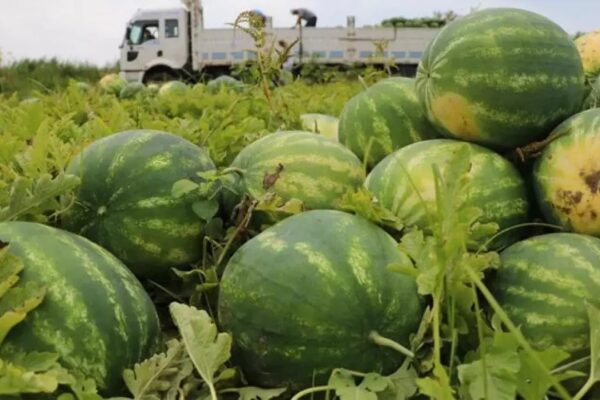 Adana’da Senenin İlk Karpuzu Hasat Edildi