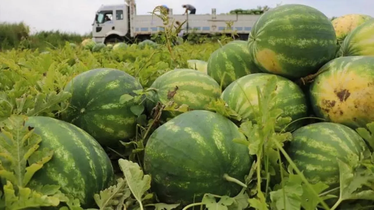 Adana’da Senenin İlk Karpuzu Hasat Edildi