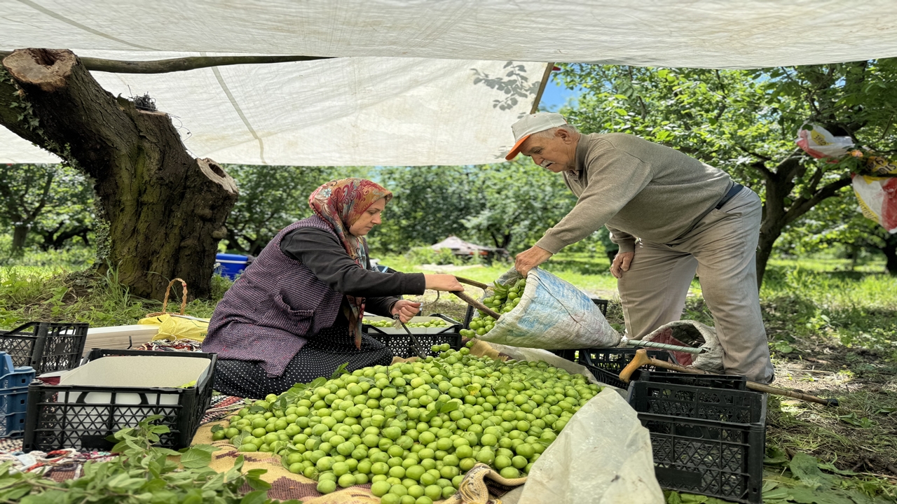 kocaelide yağış erik hasadını 1 hafta öne çekti