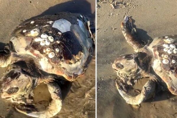 Keşan’da Ölü Caretta Caretta Sahile Vurdu