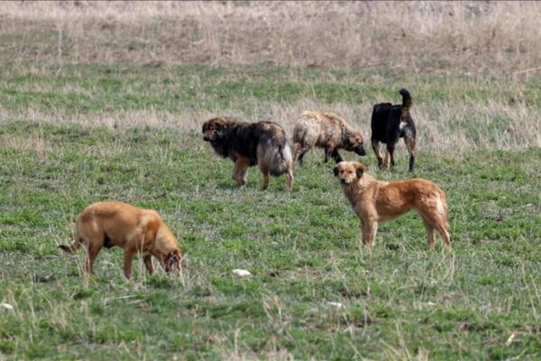 7 Yaşındaki Oğluna Köpeklerin Saldırdığı Baba Yetkililere Seslendi