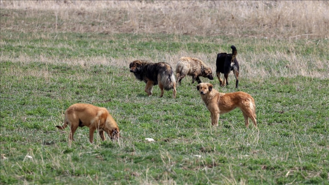 7 Yaşındaki Oğluna Köpeklerin Saldırdığı Baba Yetkililere Seslendi