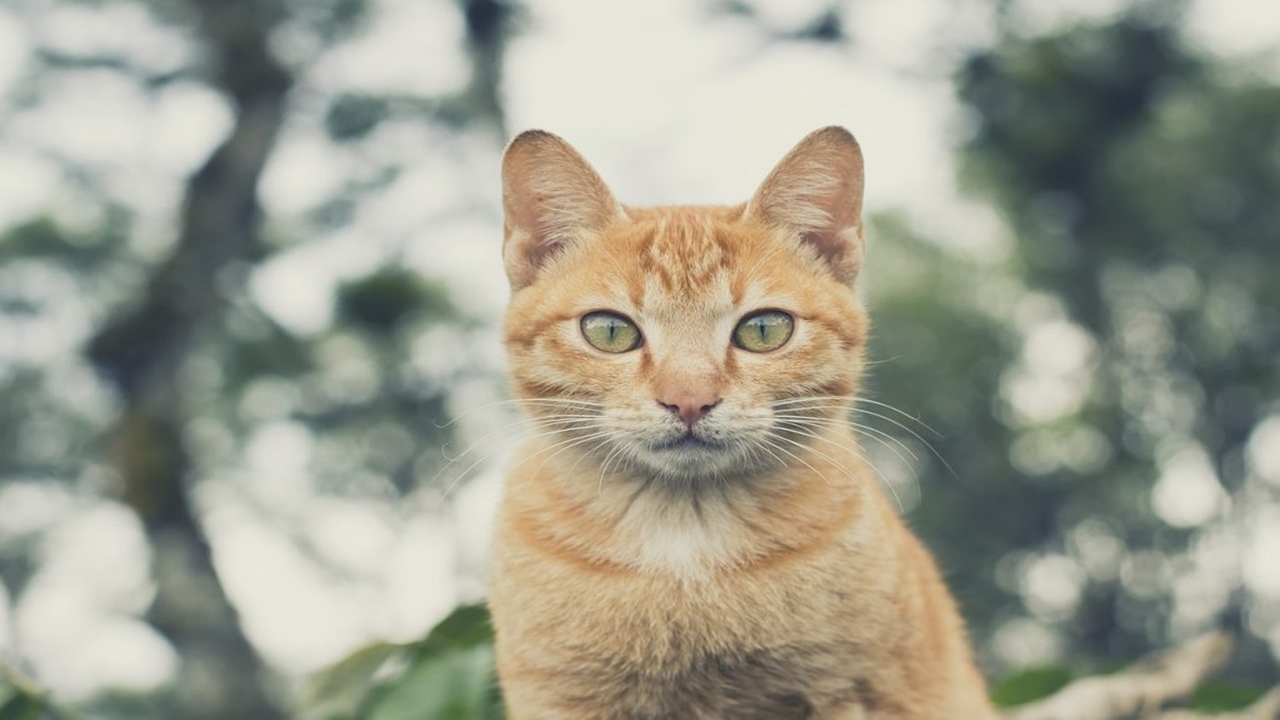 sirine-kedi