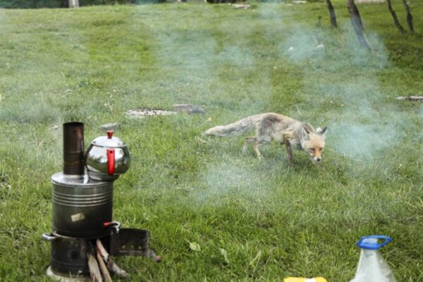 Piknik Yapan Vatandaşların Sofrasına Tilki Geldi