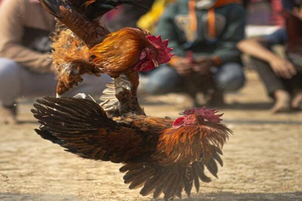 Horoz Dövüştürülmesine İlişkin 36 Şüpheli Hakkında İşlem Başlatıldı