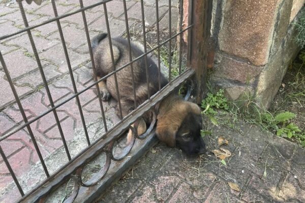 İtfaiye Ekipleri Başı Demir Kapıya Sıkışan Yavru Köpeği Kurtardı
