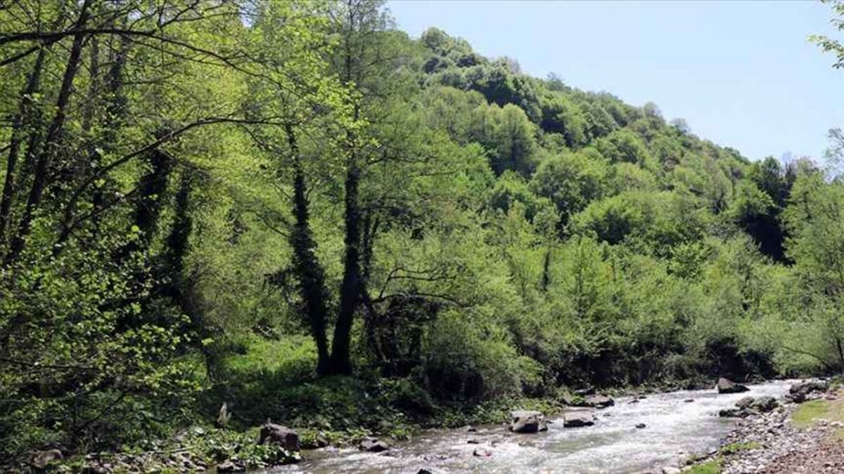 Kocaeli’de Ormanlık Alanlara Girişler Yasaklandı