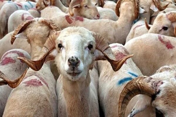 İstanbul’da Kurban Satışları Devam Ediyor