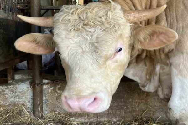 1,4 Tonluk ‘Paşa’ Adlı Dana 500 Bin TL’den Satışa Sunuldu